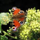 Schmetterling - Pfauenauge