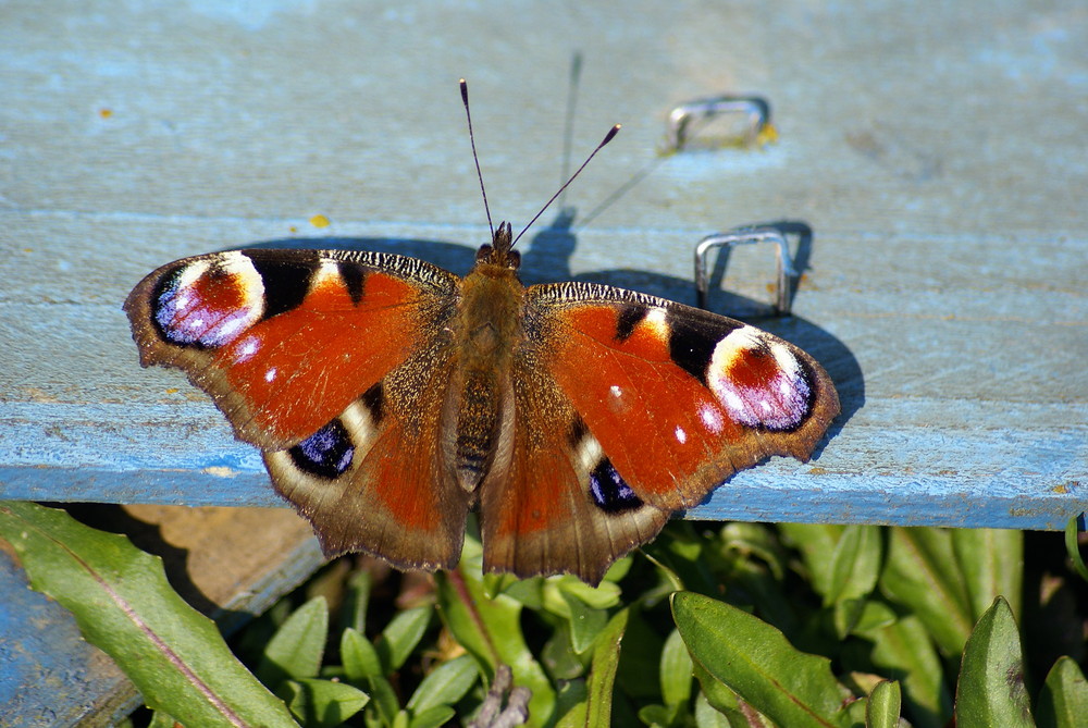 Schmetterling - Pfauenauge