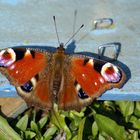 Schmetterling - Pfauenauge