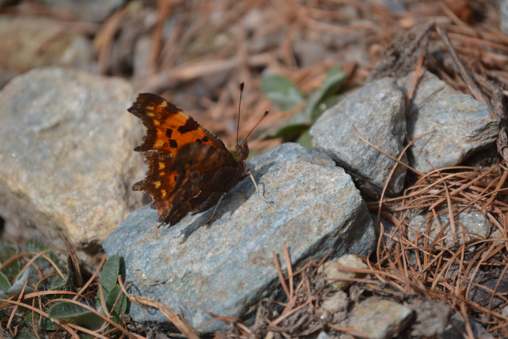 Schmetterling (Pfiffoltra)