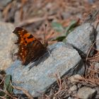 Schmetterling (Pfiffoltra)