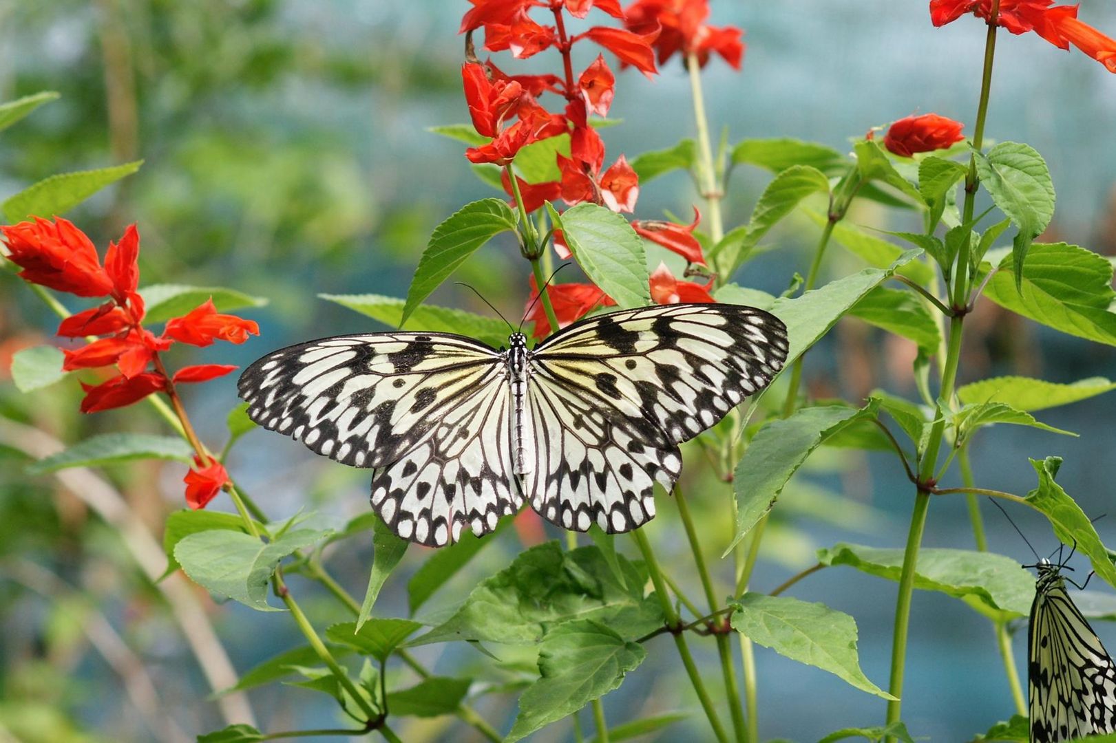 Schmetterling Philippinen