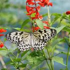 Schmetterling Philippinen