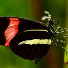 Schmetterling pitschnass