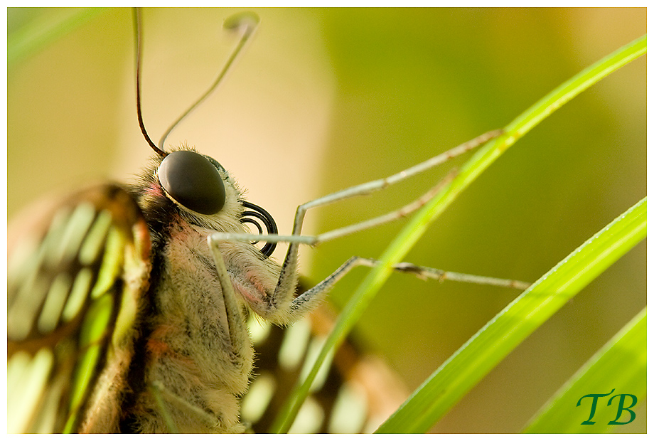 Schmetterling Portrait