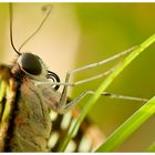 Schmetterling Portrait