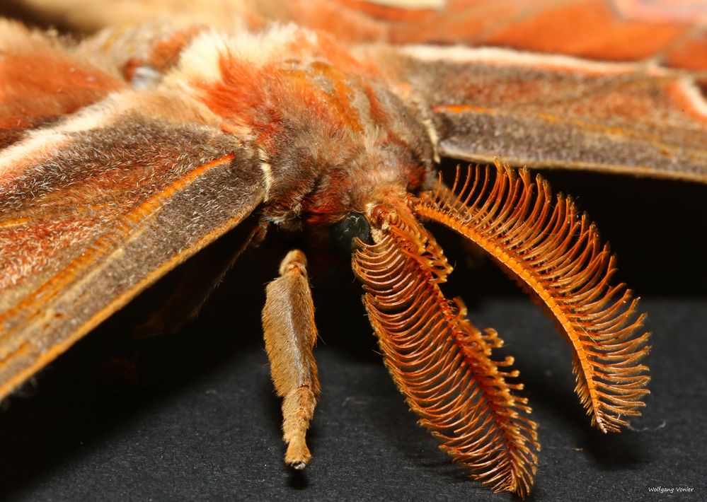 Schmetterling- Portrait vom Altlasfalter