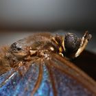 Schmetterling - Portrait vom Himmelsfalter