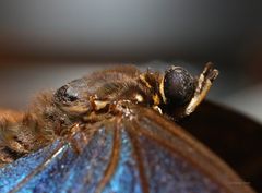 Schmetterling - Portrait vom Himmelsfalter