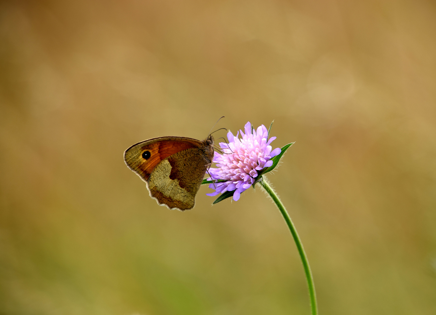 Schmetterling-profil