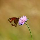 Schmetterling-profil