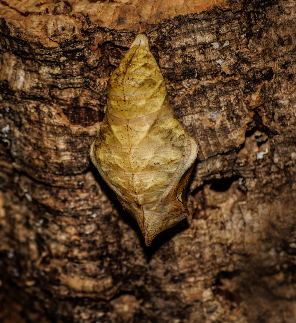 Schmetterling Puppe