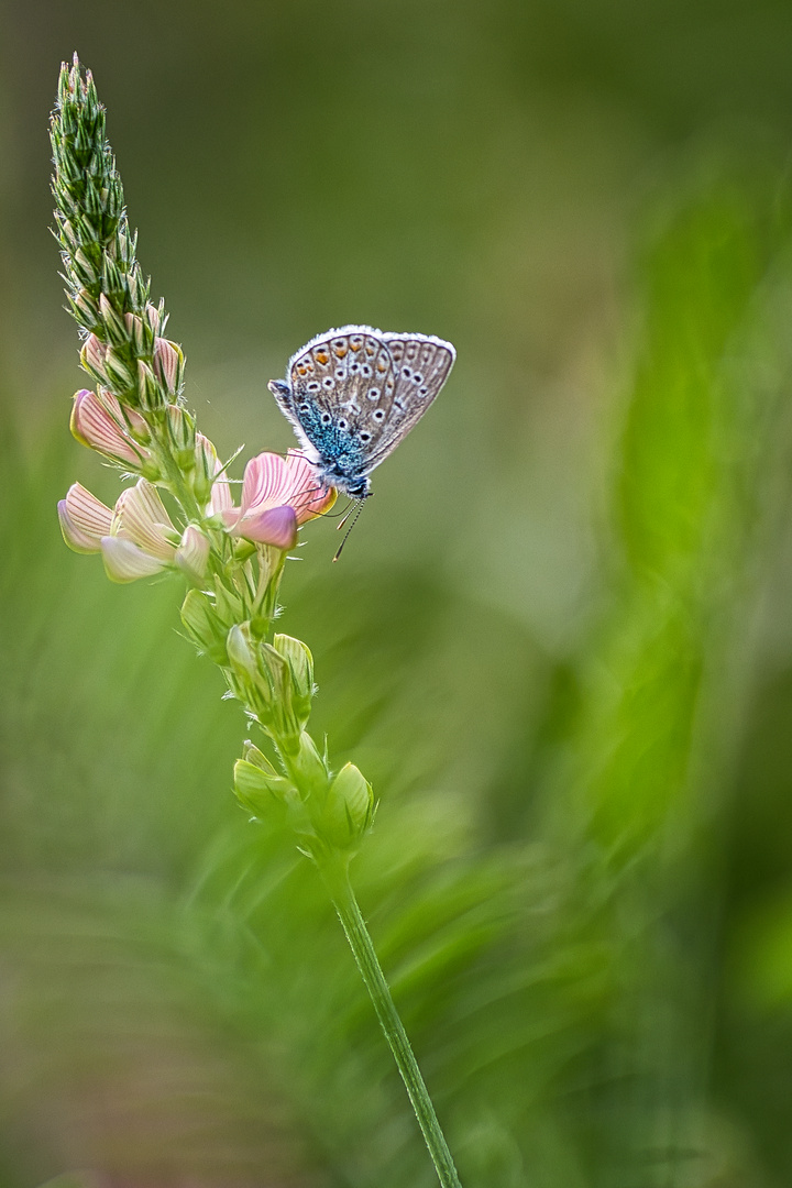 Schmetterling R7__9441