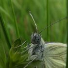 Schmetterling "Rapsweißling"