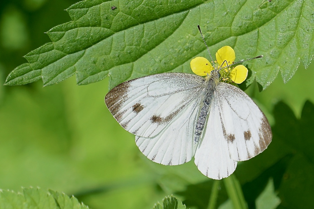 SCHMETTERLING - Rapsweißling mit Punktlandung