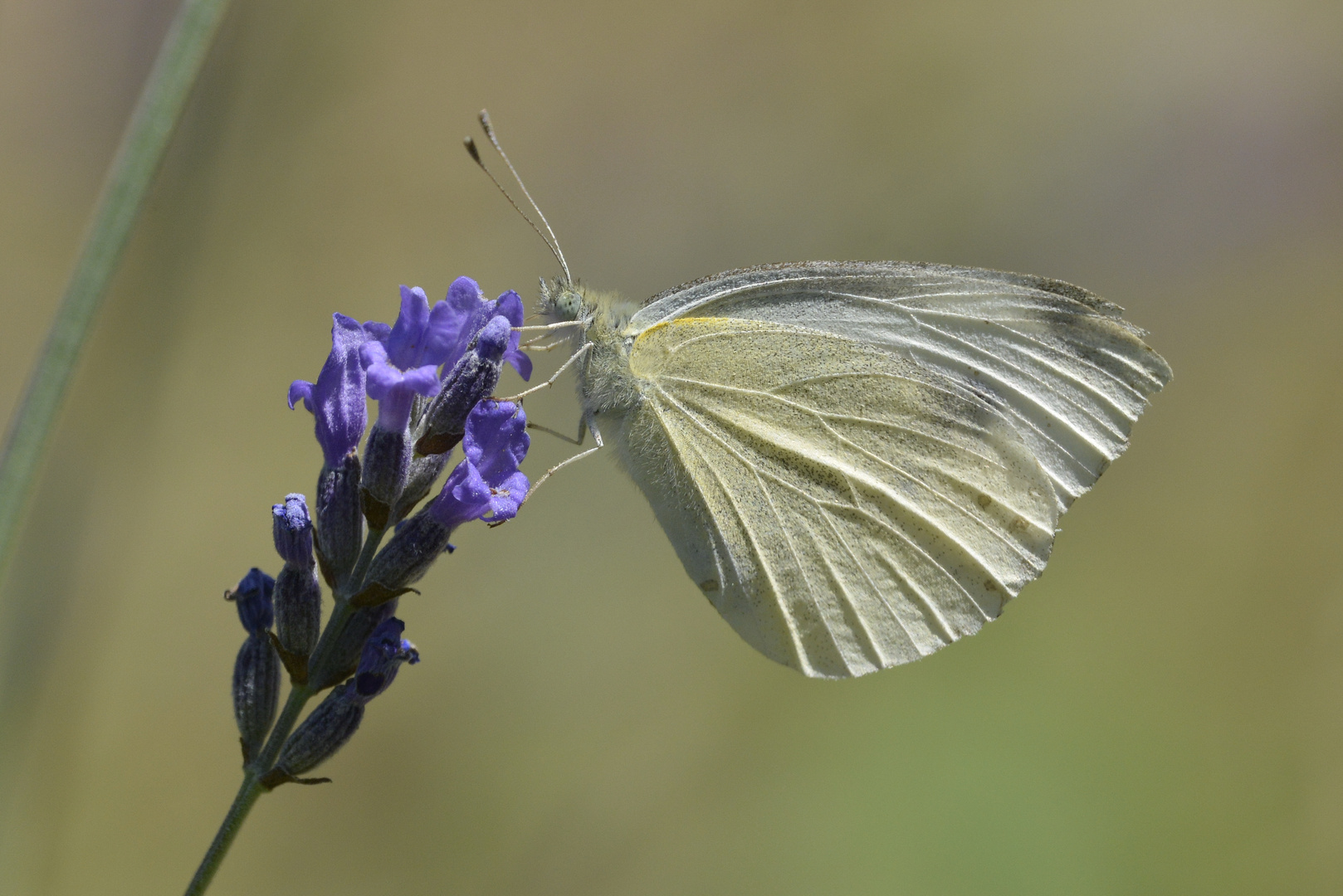 Schmetterling Rapsweißling (Pieris napi)