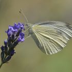 Schmetterling Rapsweißling (Pieris napi)