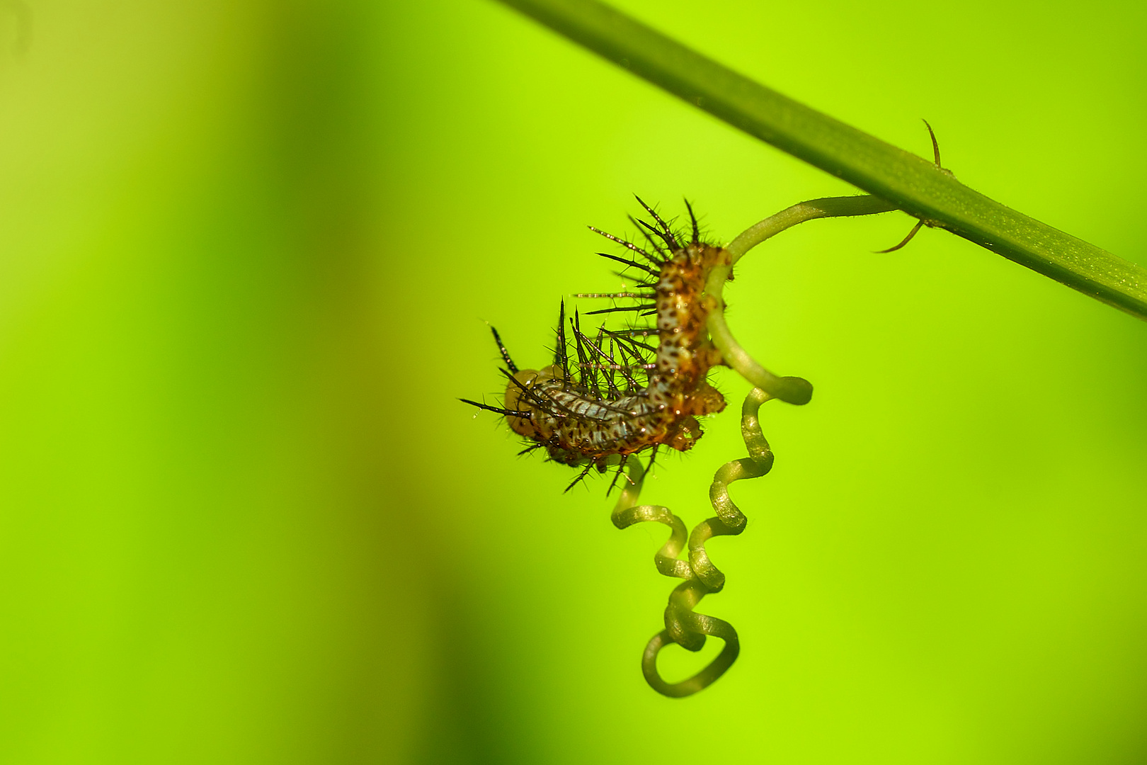 Schmetterling - Raupe