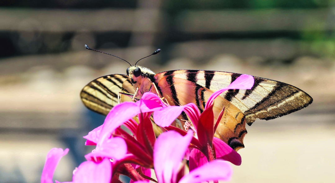 Schmetterling Ravello