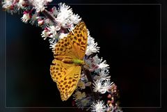 Schmetterling (reload)