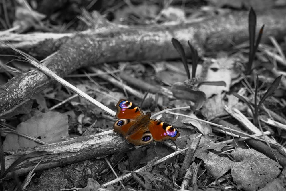 Schmetterling (Rheininsel Ketsch)