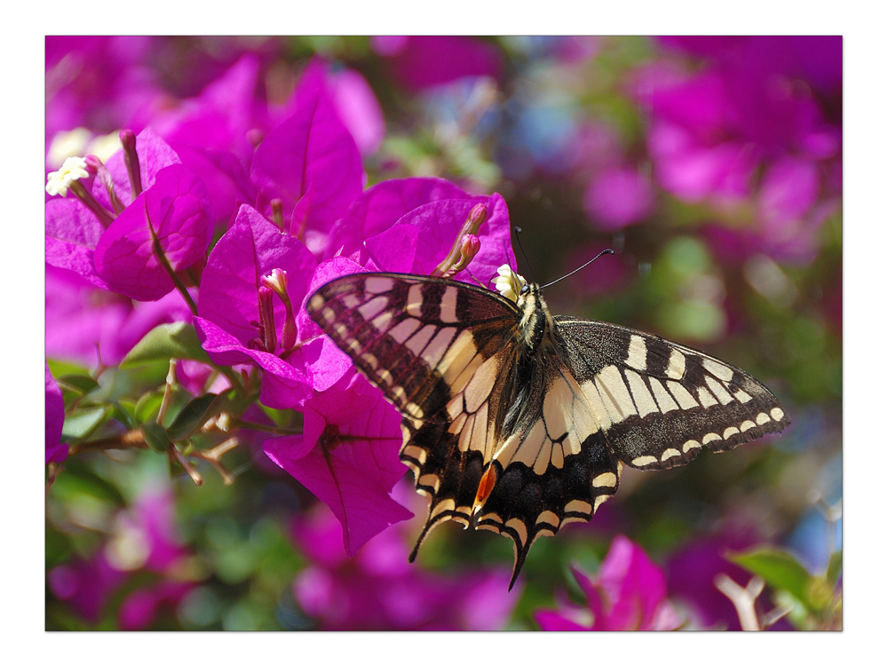 Schmetterling (Ritterfalter)