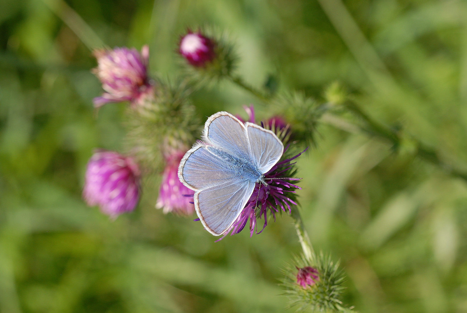 Schmetterling rosalila blau Pastell