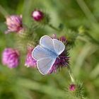 Schmetterling rosalila blau Pastell