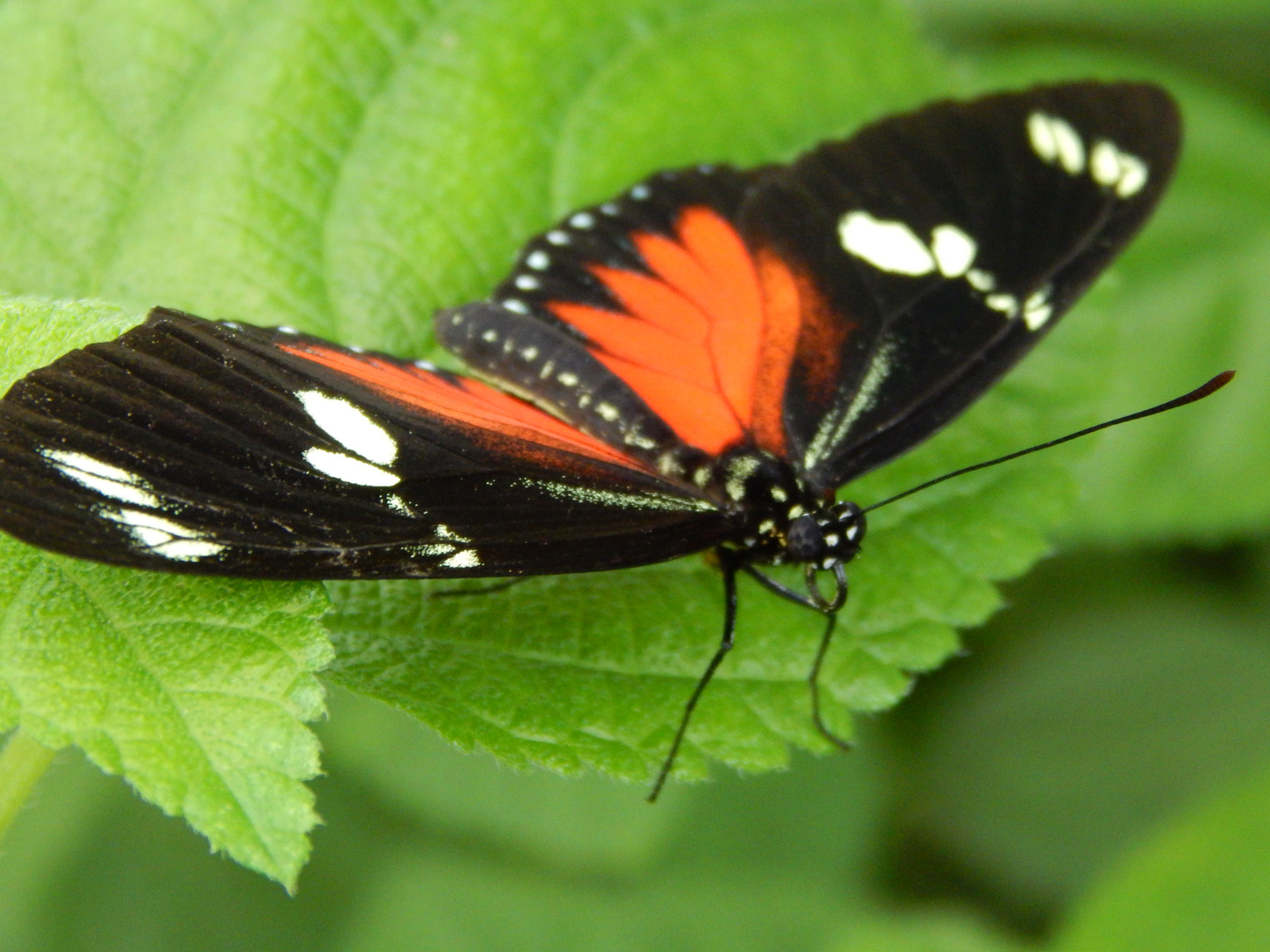 Schmetterling rot-schwarz