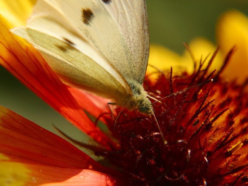 schmetterling - ruhrgebiet