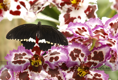 Schmetterling ruht auf Orchidee