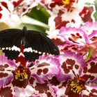 Schmetterling ruht auf Orchidee