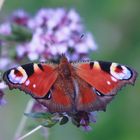 Schmetterling ruht sich aus