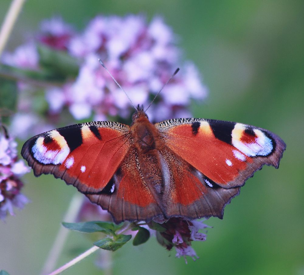 Schmetterling ruht sich aus