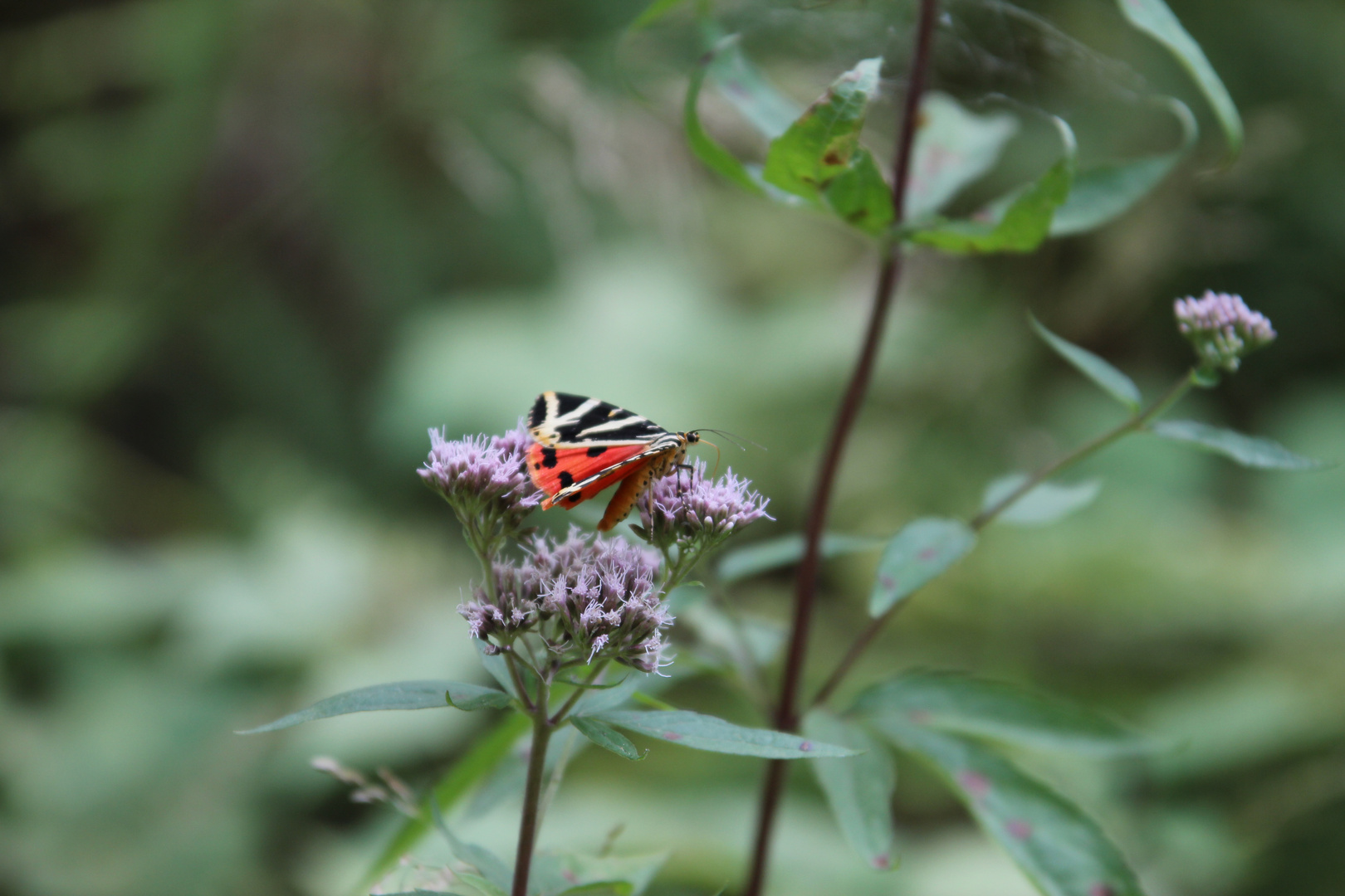 Schmetterling Russischer Bär