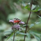 Schmetterling Russischer Bär