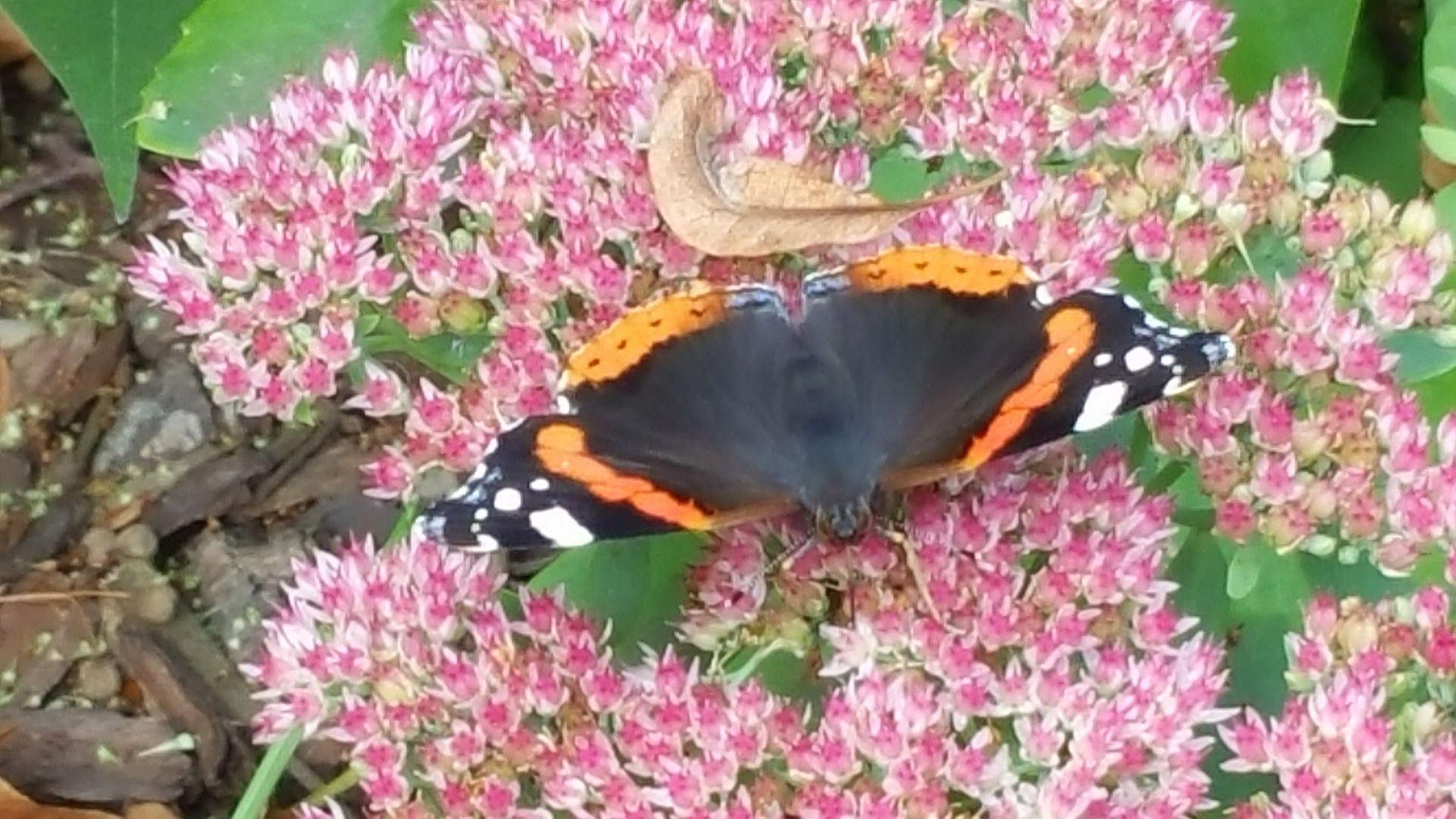 Schmetterling s Zauber