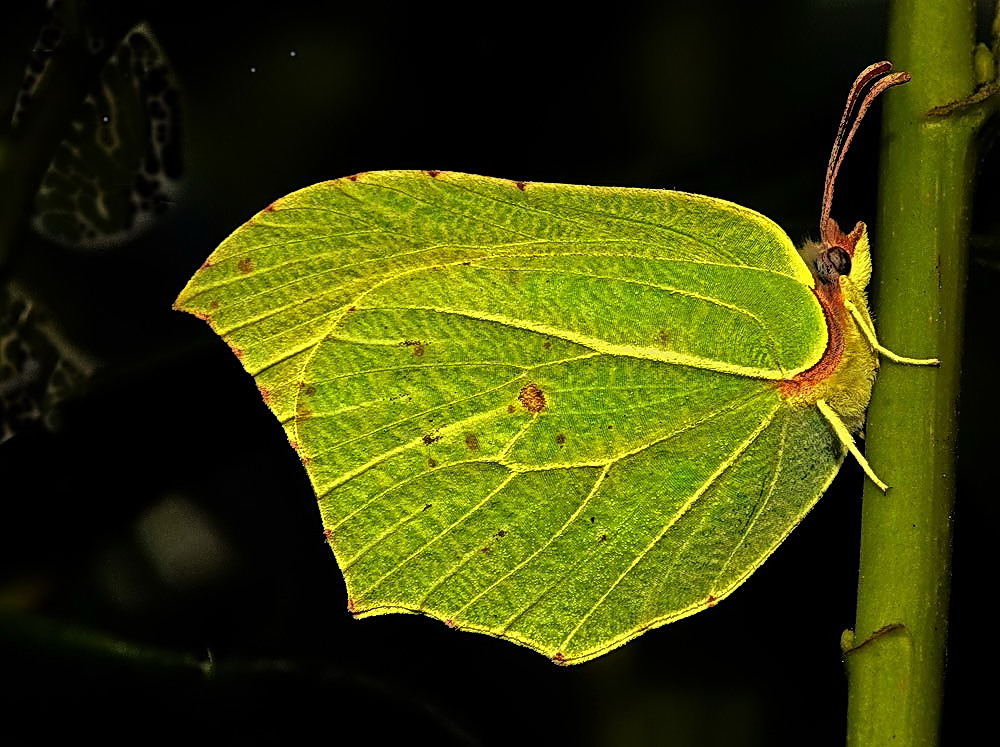 Schmetterling-Saison 2009 heute eröffnet