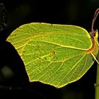 Schmetterling-Saison 2009 heute eröffnet