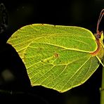 Schmetterling-Saison 2009 heute eröffnet