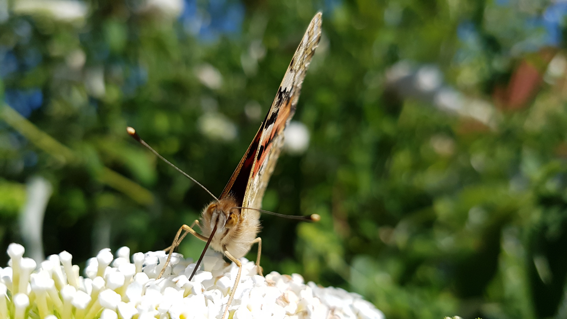 Schmetterling Samsung S7