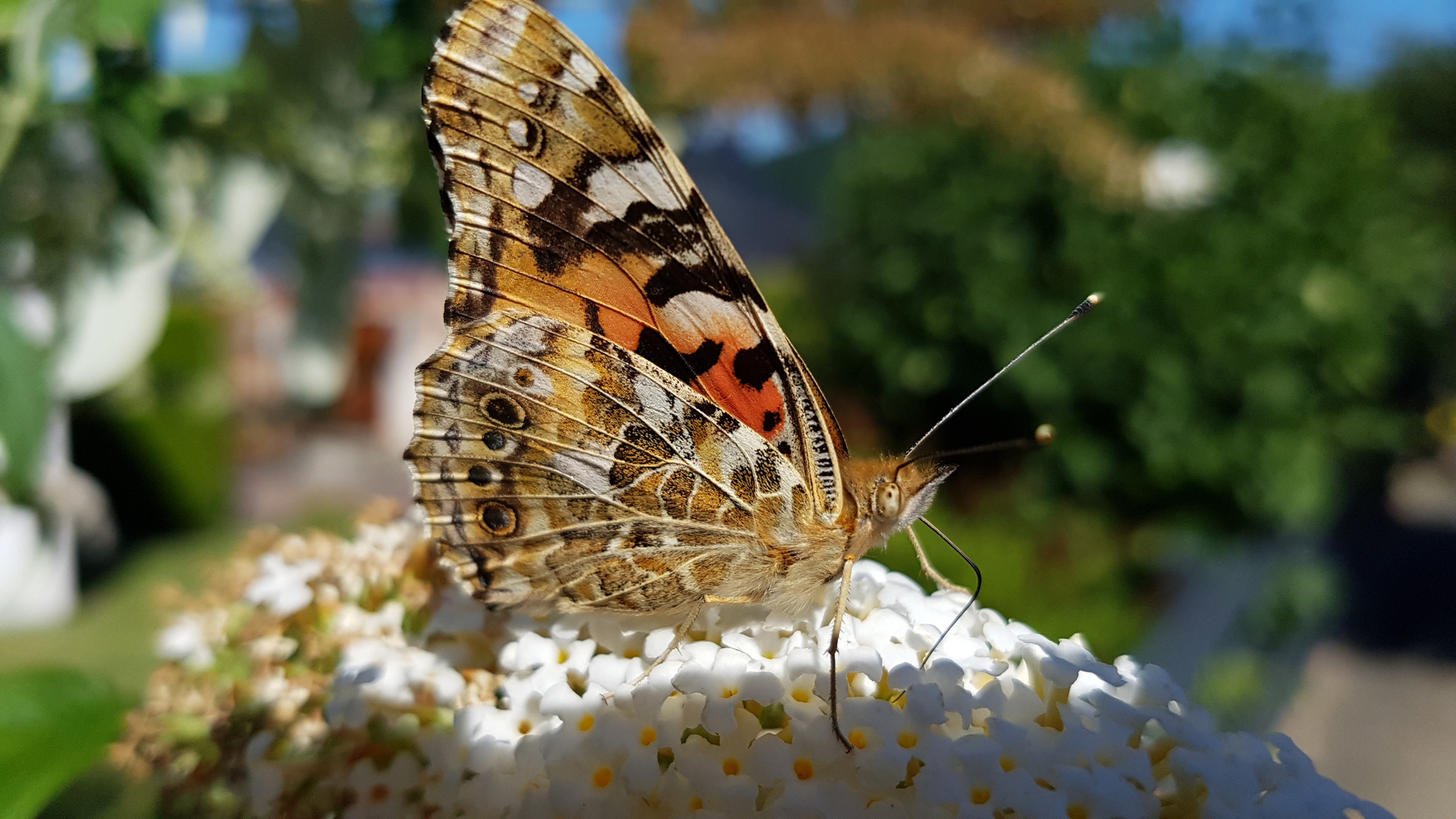 Schmetterling Samsung S7