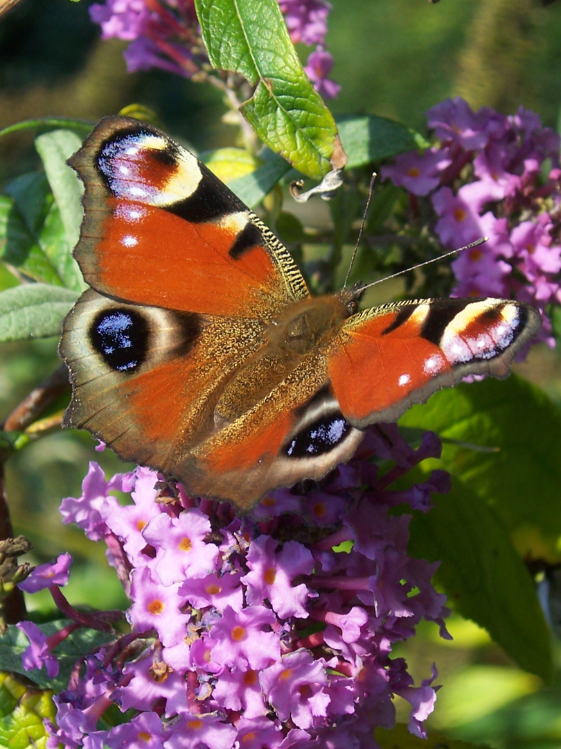 Schmetterling saugt Nektar