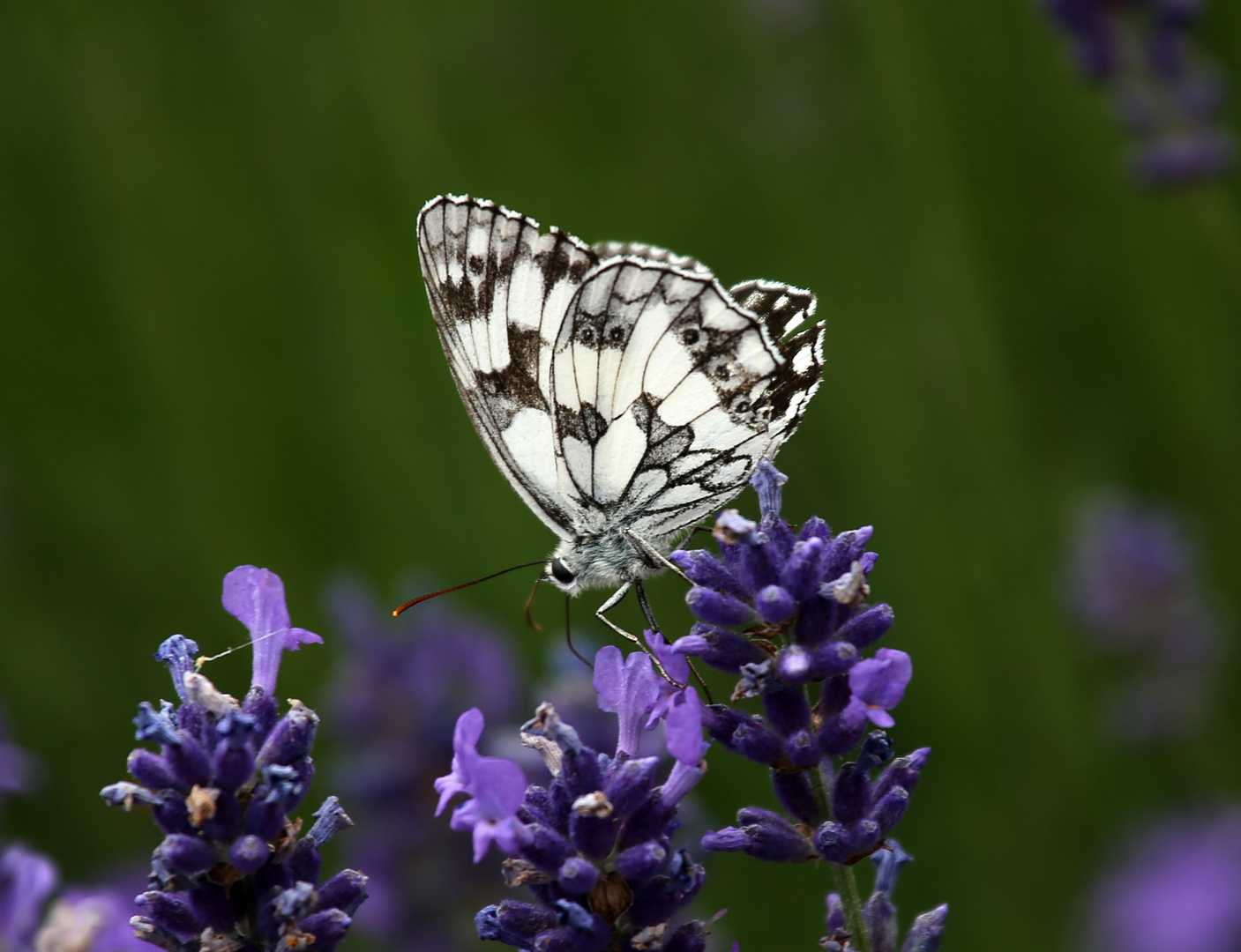 Schmetterling -Schachbrett 