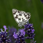 Schmetterling -Schachbrett 