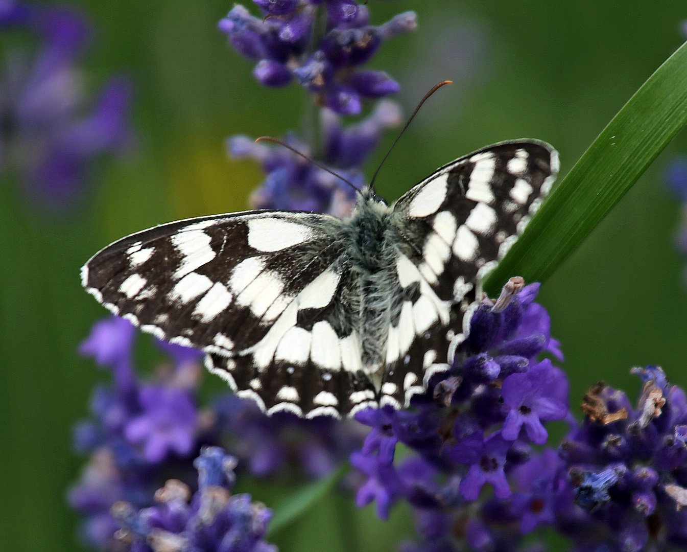 Schmetterling -Schachbrett 