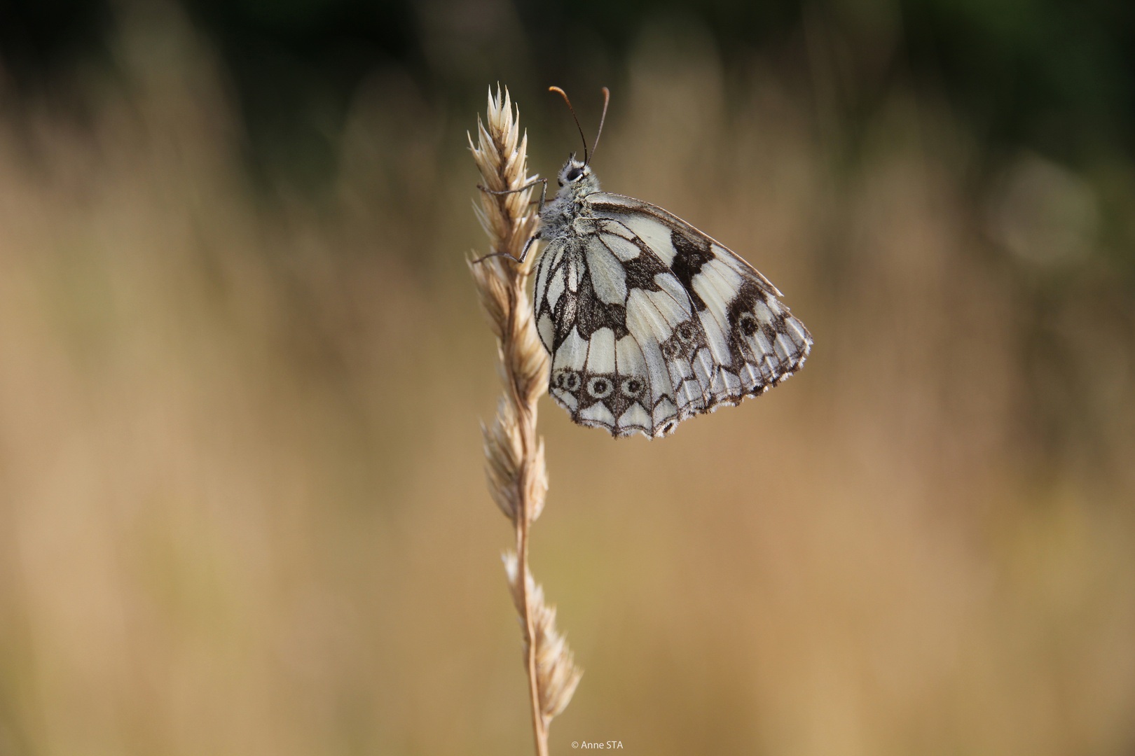 Schmetterling "Schachbrett"