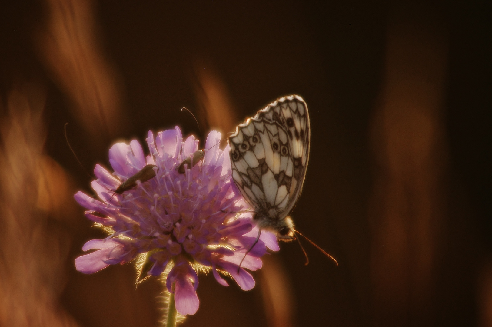 Schmetterling (Schachbrett-Falter)