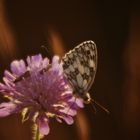 Schmetterling (Schachbrett-Falter)