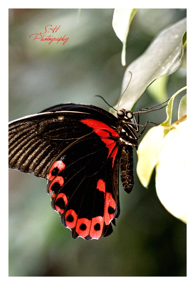 Schmetterling- Scharlach-Monarch-Segelfalter